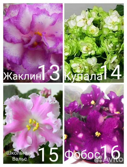 Фиалки - листья- от 30 до 50 р