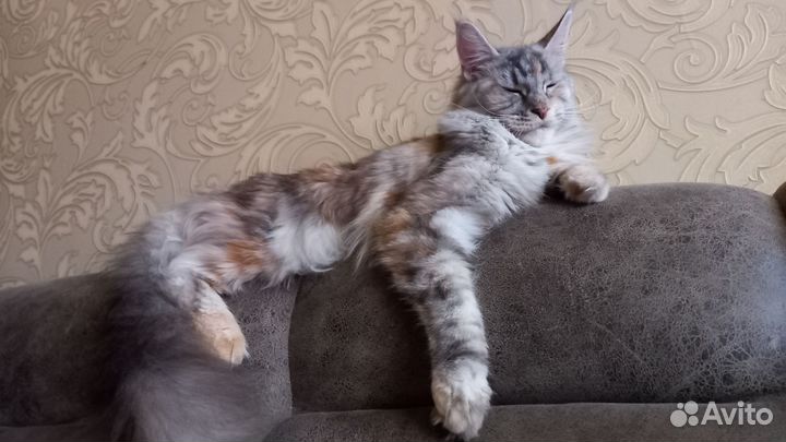 Вязка девочка мейн-кун