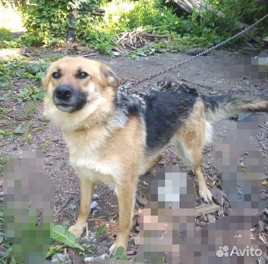 Марта помесь с овчаркой в добрые руки