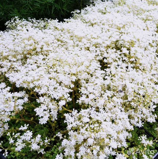 Цветы многолетники садовые