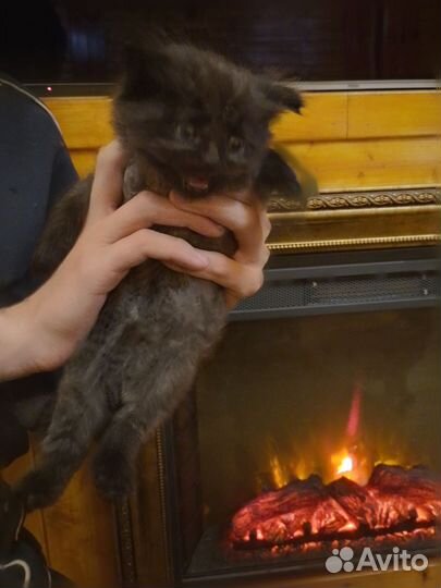 Котенок мейн-кун + британец