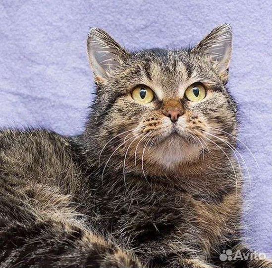 Прекрасная Пума и её шанс