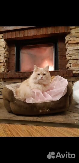 Сибирские рыжие котята