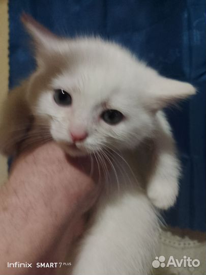 Британские котята