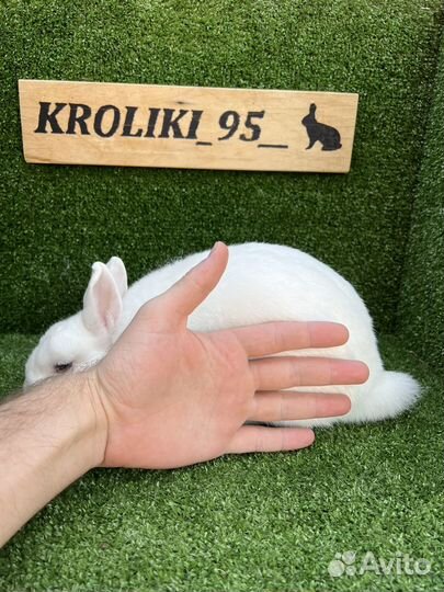 Карликовый кролик