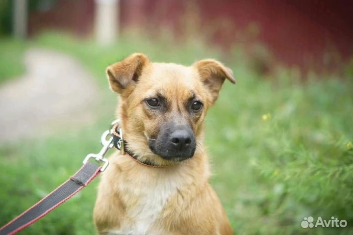 Собака Поли