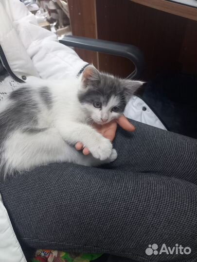 Котята в добрые руки бесплатно