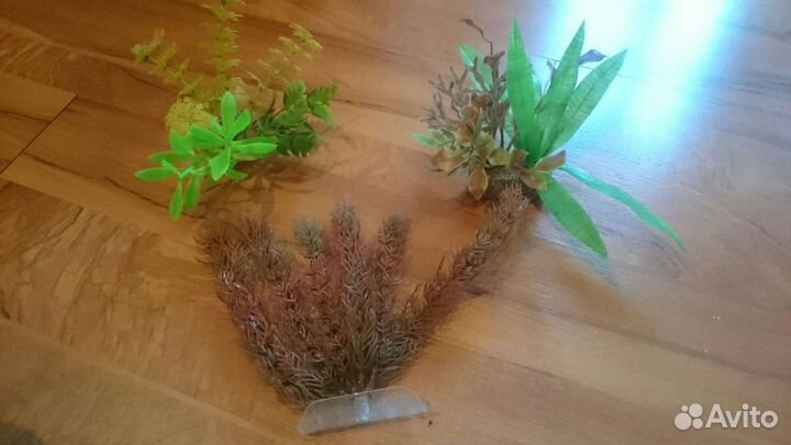 Растения для аквариума