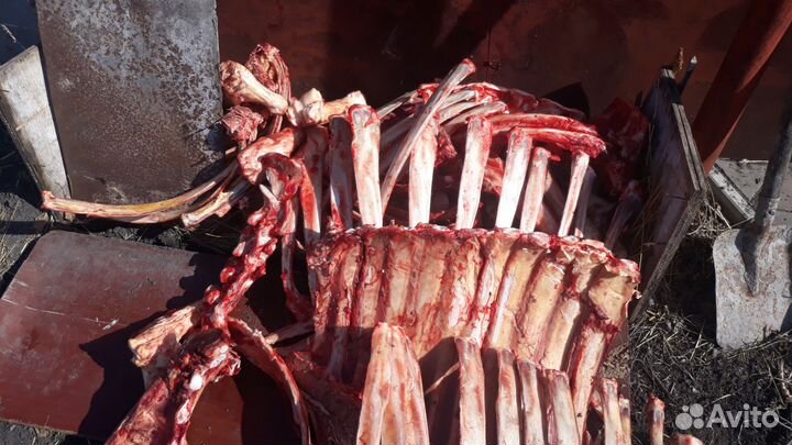 На корм собакам