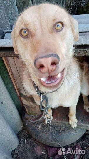 Собака в добрые руки отдам бесплатно