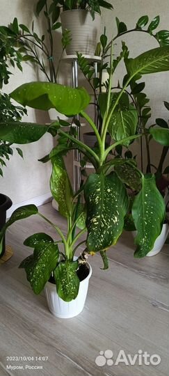 Диффенбахия