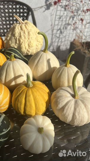 Тыквы декоративные