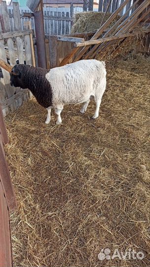 Баран дорпер