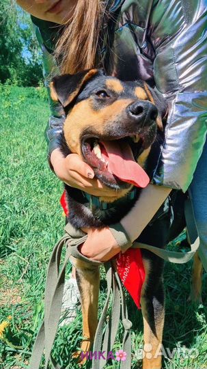 Собака в добрые руки