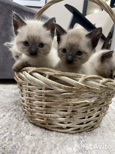 Сиамские котята