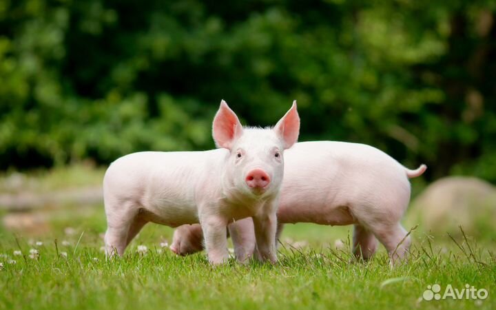 Комбикорма