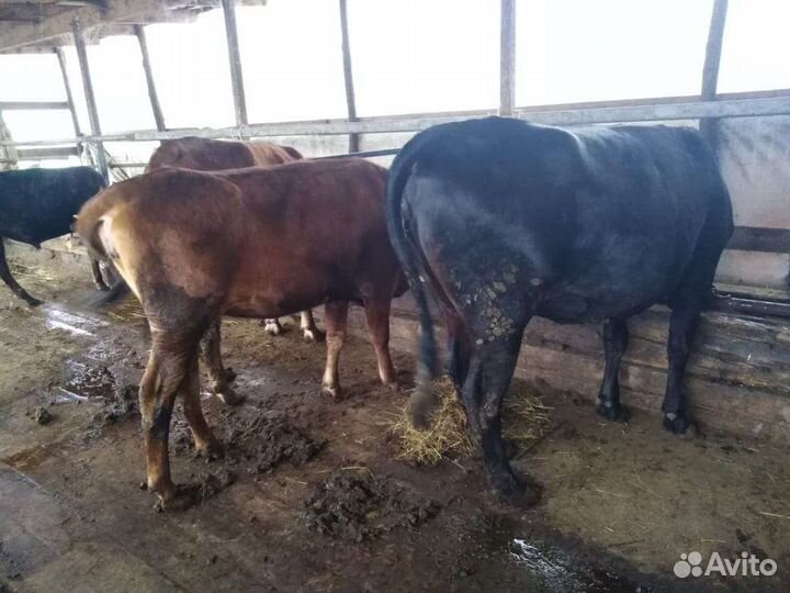 Телки стельные