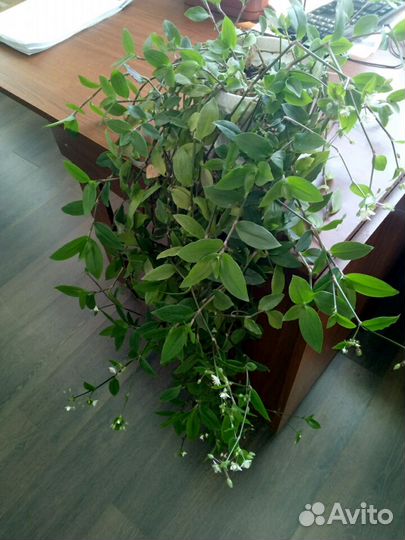 Традесканция