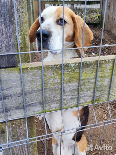 Бигль в добрые руки