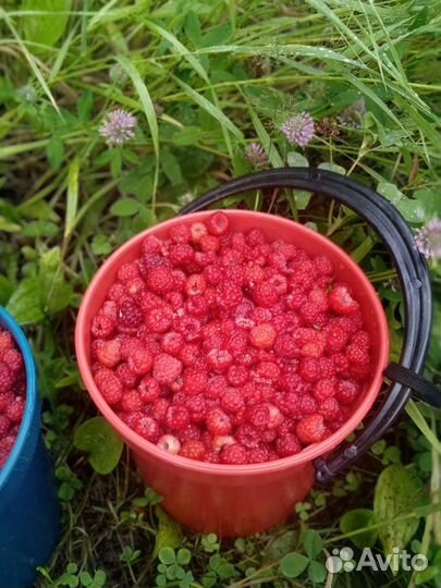 Ягода малина