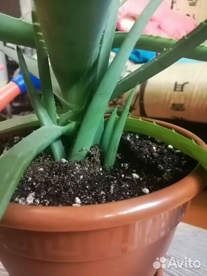 Разные комнатные цветы