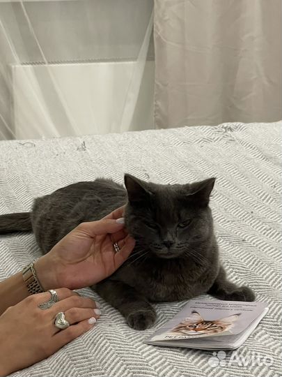 Британский котенок (девочка) в добрые руки