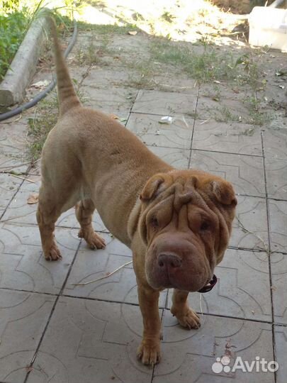 Шарпей девочка в добрые руки