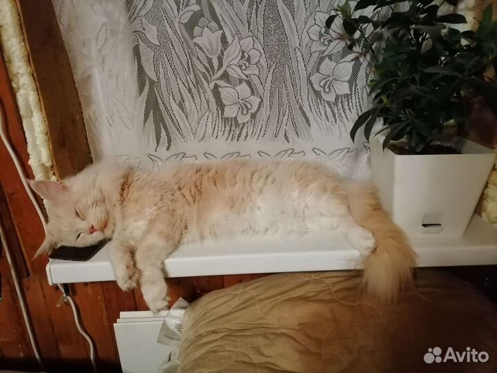 Вязка кошки мейн-кун