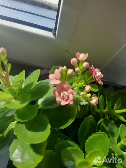 Каланхоэ цветущий