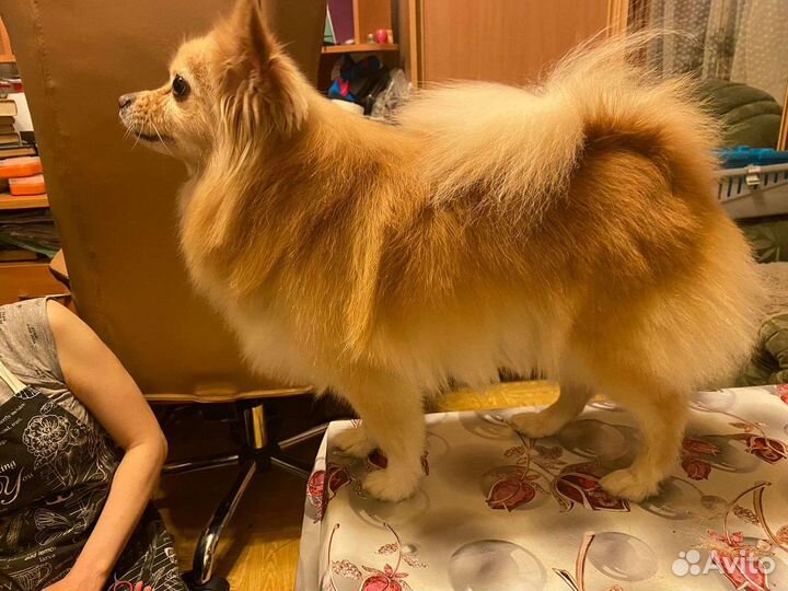 Стрижка собак. Груминг собак