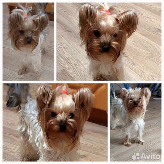 Йоркширский терьер