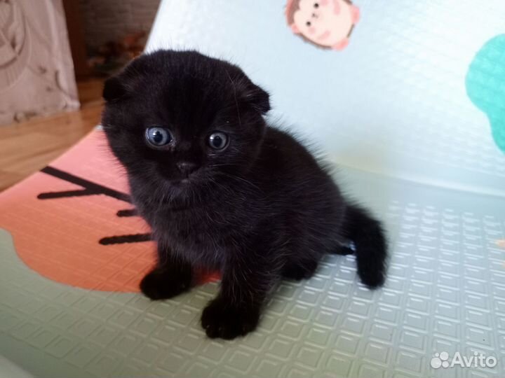 Шотландская вислоухий кот