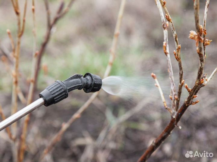 Уничтожение клещей кротов короеда борщевика ос