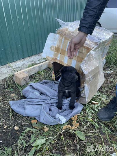 Собака мальчик