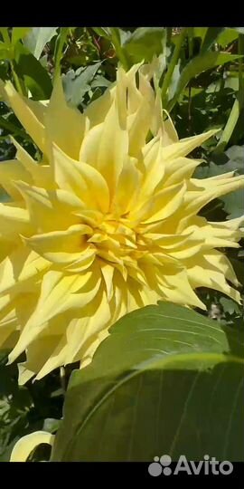 Георгины клубни