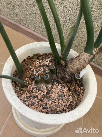 Замиокулькас с кашпо