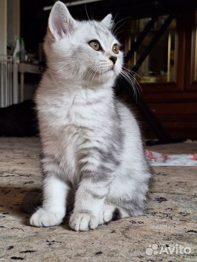 Шотланский котенок
