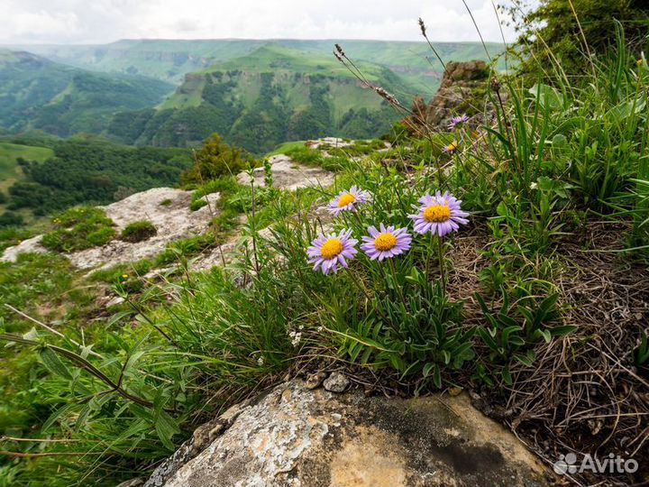 Кисловодск Топ-Экскурсия Плато Бермамыт — ощутить