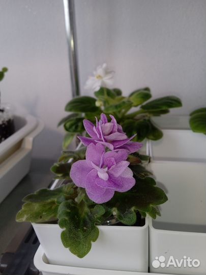 Сортовые фиалки стандарт мини 50 сортов