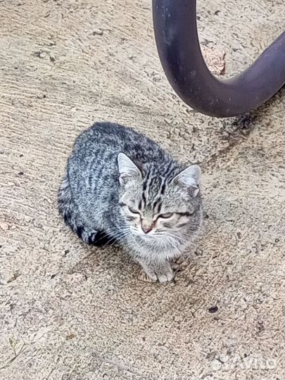 Котятки в добрые руки