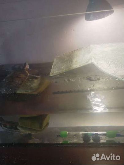 Террариум для красноухой черепахи