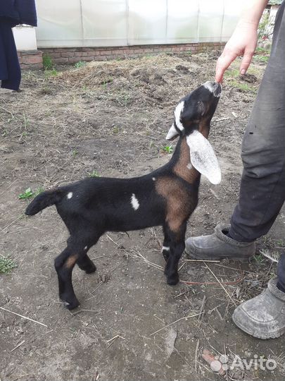 Англо нубийские козлята