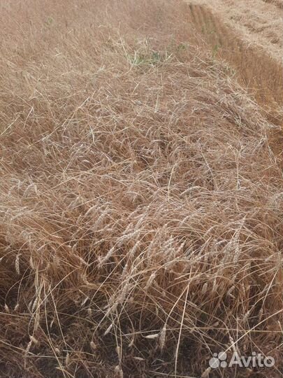 Зерно пшеница ячмень