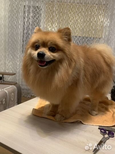 Стрижка кошек, стрижка собак, груминг только выезд