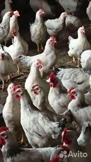 Петушки на мясо