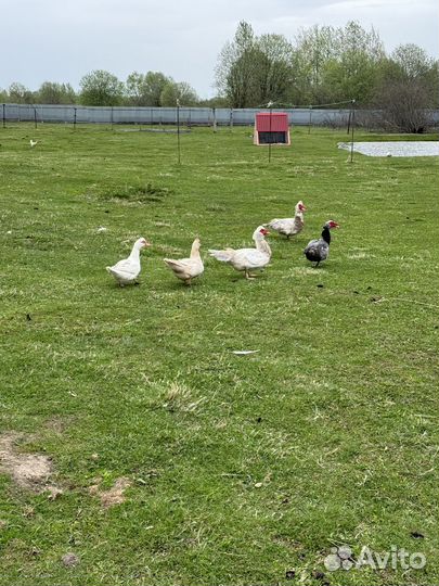 Инкубационное яйцо индоутки и кряквы