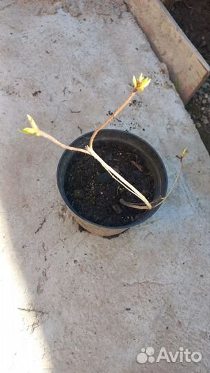 Рододендрон