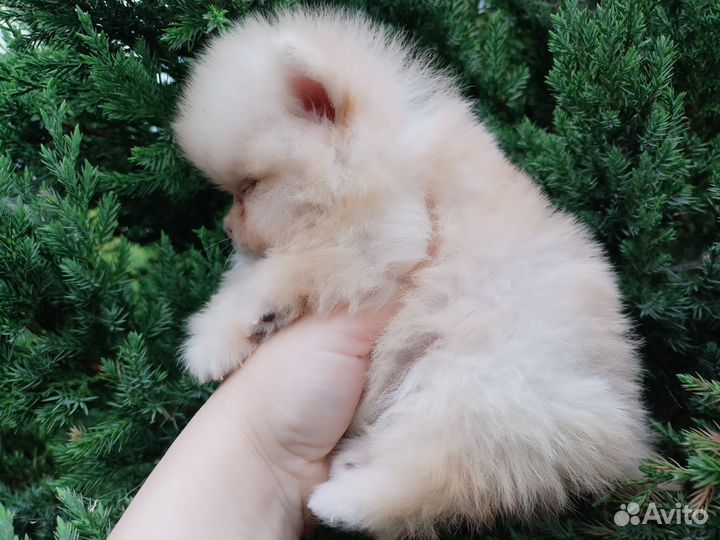 Шпиц