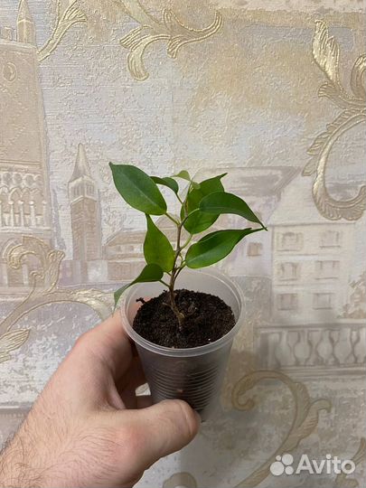 Фикус Бенджамина (Реджинальда)