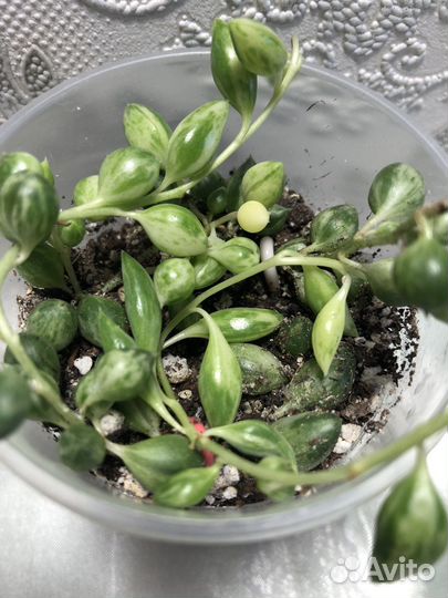 Крестовник Роули Геррейна Красула и Алоэ Вера